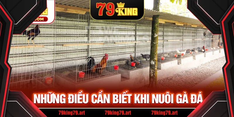 Những điều cần biết khi nuôi gà đá