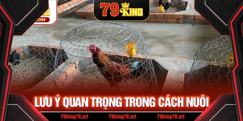 Lưu ý quan trọng trong cách nuôi