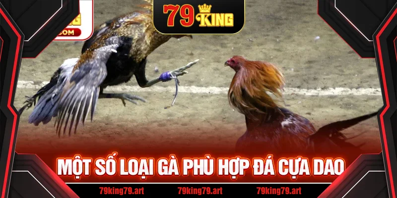 Các giống gà phù hợp để tham gia Các giống gà phù hợp để tham gia