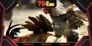 Đá Gà Thomo – Trải Nghiệm Chất Lượng Cùng 79KING