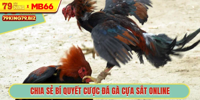 Chia sẻ bí quyết cược đá gà cựa sắt online