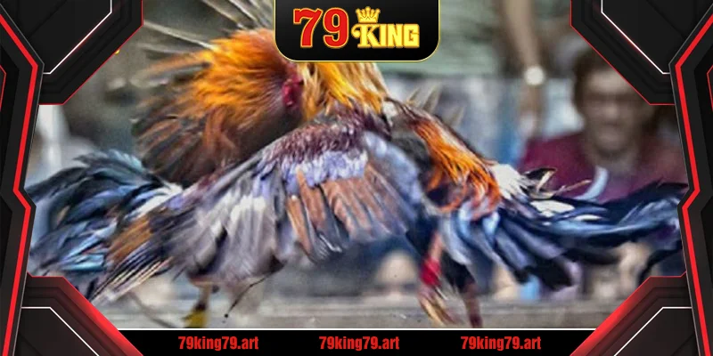 Giới thiệu loại hình thu hút đá gà trực tiếp C3 79KING