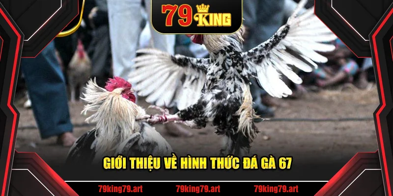 Giới thiệu về hình thức đá gà 67