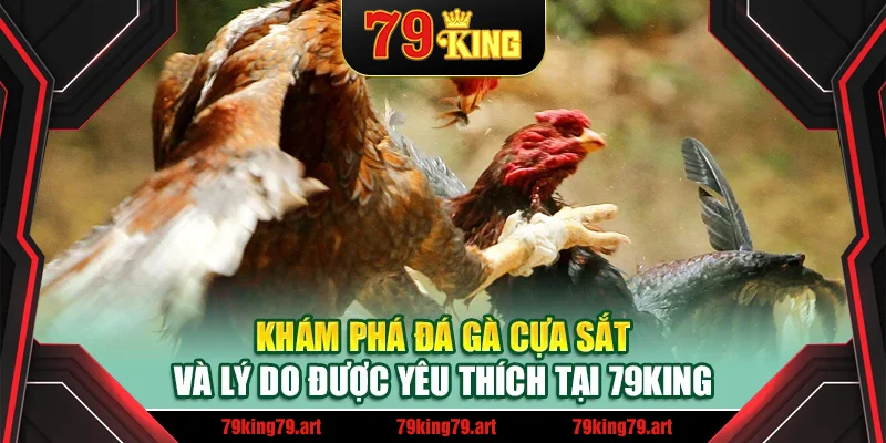 Khám phá đá gà cựa sắt và lý do được yêu thích tại 79King Khám phá đá gà cựa sắt và lý do được yêu thích tại 79King