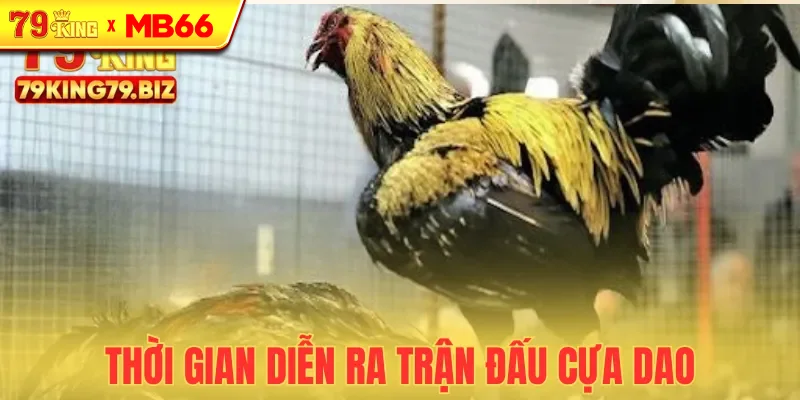 Các trận đá cựa dao diễn ra rất nhanh chóng