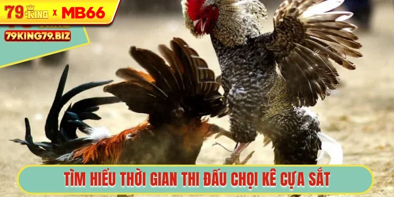 Tìm hiểu thời gian thi đấu chọi kê cựa sắt