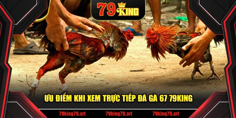 Ưu điểm khi xem trực tiếp đá gà 67 79KING
