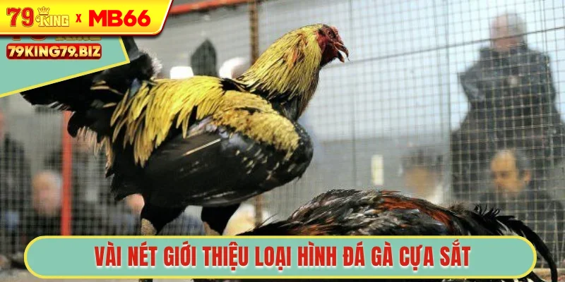 Vài nét giới thiệu loại hình đá gà cựa sắt